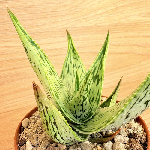 Aloe somaliensis , pot 8 cm (Cod. W310) - Picture 4 of 5