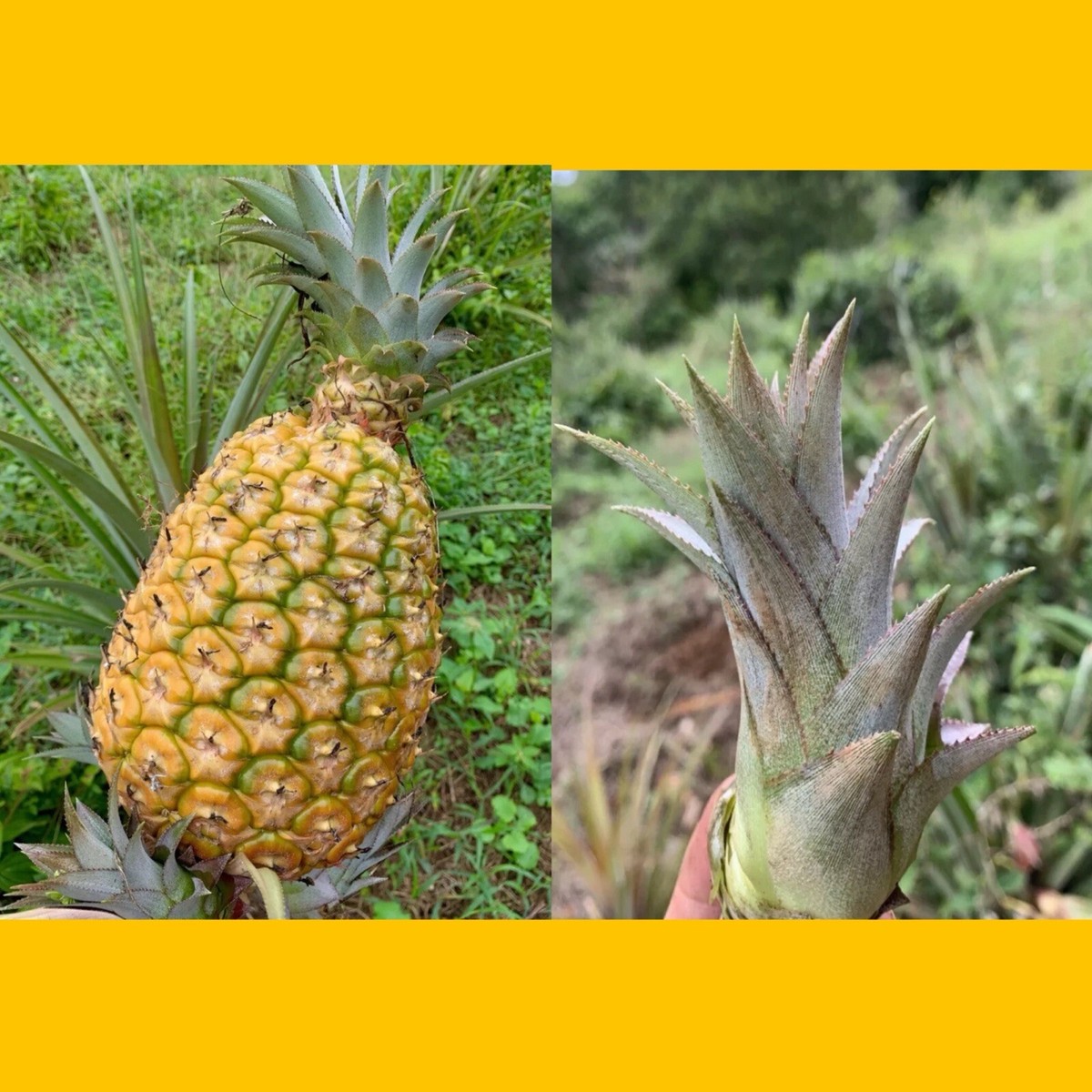 ox tongue succulent Ox Tongue – Bloomspace main image 0