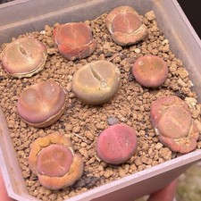 Exact plants，9pcs Conophytum Maughanii ssp armeniacum Maerpoort MG1430.5