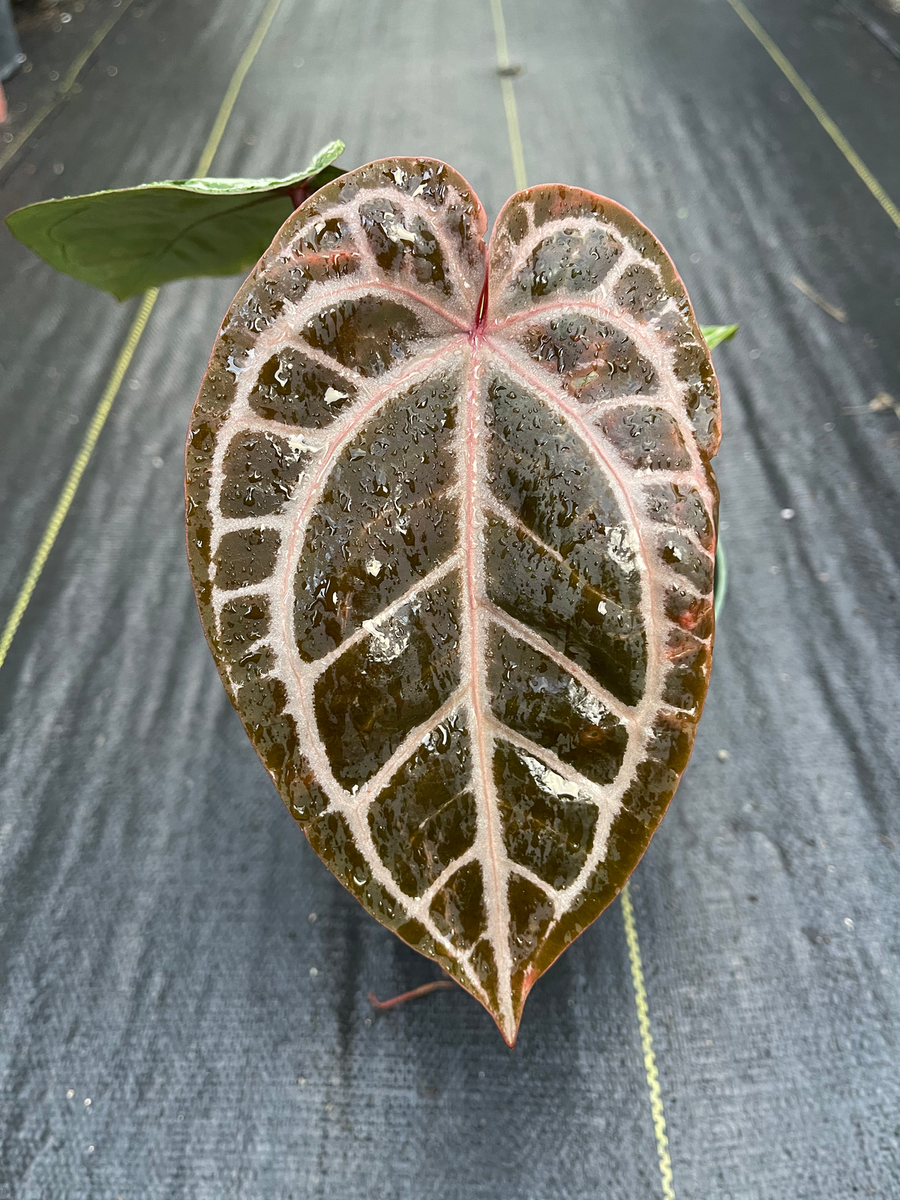 アンスリウム　Anthurium \"Red Crystallinum' 78783EFB-937E-4BA8-A52E-