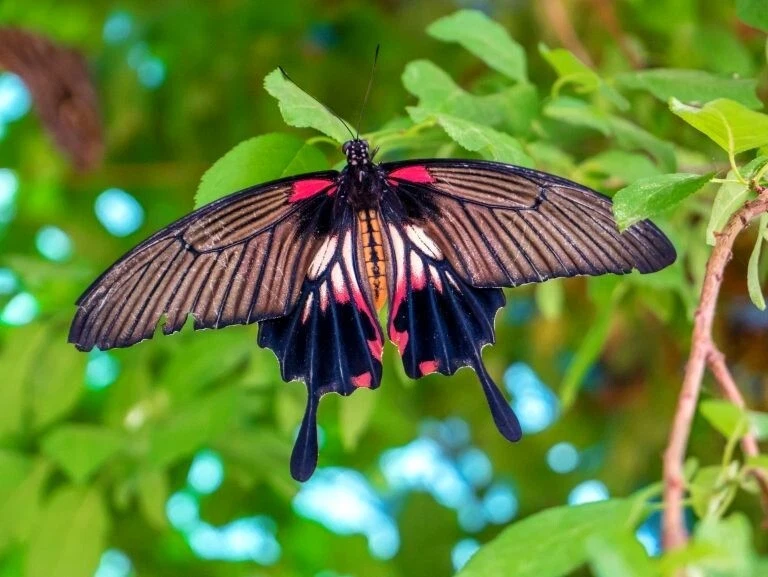 Photo Digital Product WallpaperBackground Picture image butterfly