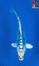 5" DOITSU KUJAKU Live Koi Fish Garden Pond 10/5