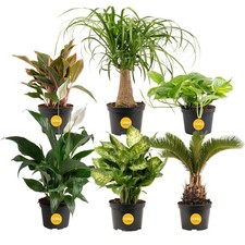 Live Indoor Plants Pack Easy Care 6 Varieties 1-Foot Tall 6-Inch Pots