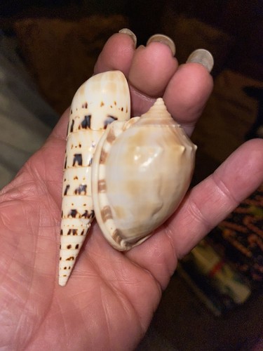 Hawaiian Seashells Large From Kauai - Picture 5 of 5