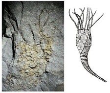 Rare British Ordovician FOSSIL CYSTOID Macrocystella Mariae Tremadoc Series