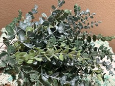 Artificial Eucalyptus Stems Lot Of 50