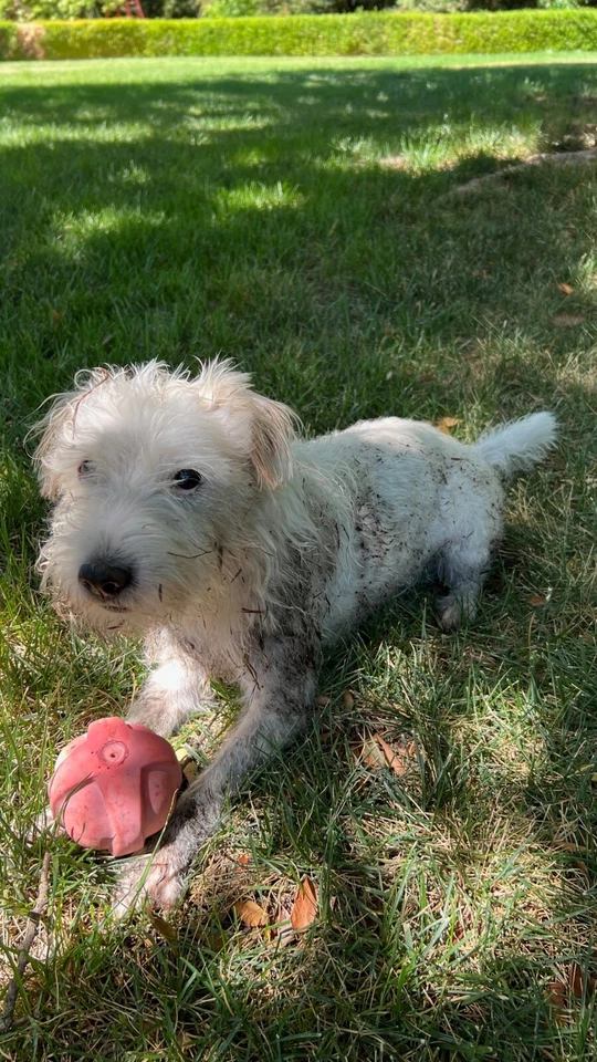MUJER NEGRO BRONCEADO LEOPARDO SANDALIAS ITALIANAS CHANCLAS TANGA ZAPATOS TALLA 9,5 M Foto 4 de 4