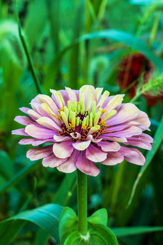 20 Organic QUEENY LIME MIX ZINNIA Elegans Mixed Colors Red Orange Yellow Pink Gr - 第 7/19 張圖片