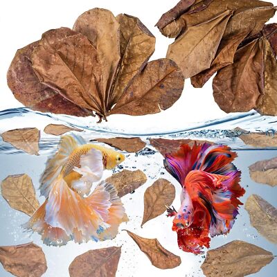 30PCS Indian Almond Leaves for Betta - Sukh Large Catappa Leaves
