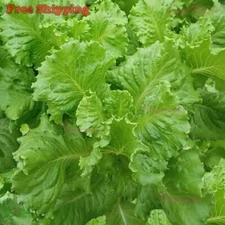Grand Rapids Leaf Lettuce Seeds | Grand Rapids Lettuce | NON-GMO