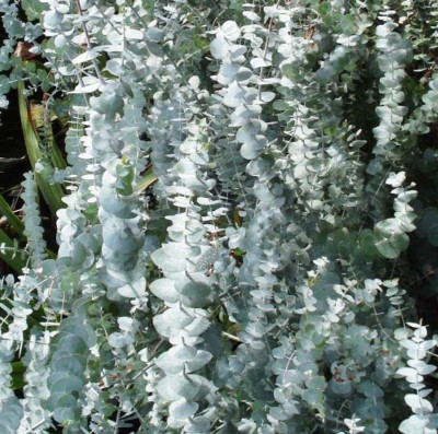 Eucalipto - Eucalyptus Cinerea Silver Dollar - Online Garden - Foto 11