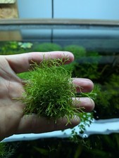 Riccia Fluitans 2x2 Inch Buy 2 Get 1 Free Aquarium Plant "Moss" Crystalwort