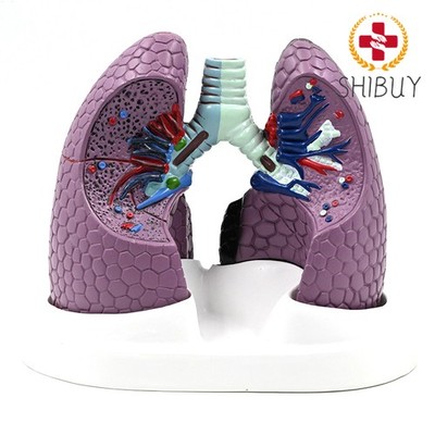 Human Anatomical Lung Model Normal and Pathological Lung Anatomy Model