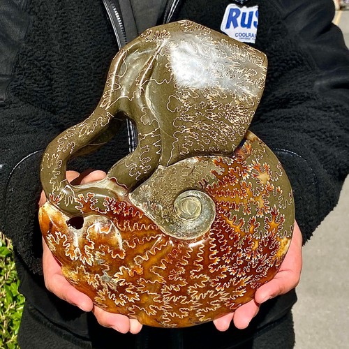 7.79LB Rare natural polished Natural conch fossil specimens of Madagascar - 第 3/12 張圖片