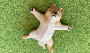 small shiba