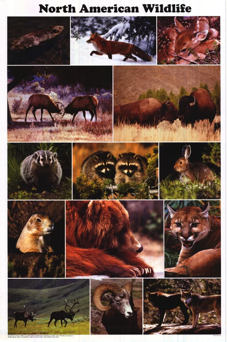 North American Wildlife Poster