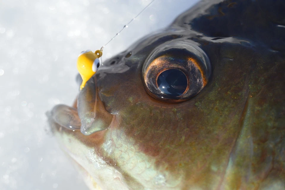 钨夹具 - 3 毫米、4 毫米、5 毫米、6 毫米 - Kenders 户外 冰钓/夏季钓鱼 — 第 4/4 张图片