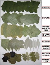 50 PCS Pressed Flat Dried Leaves Ginkgo Poplar Sage Sycamore Ivy Oak Redbud