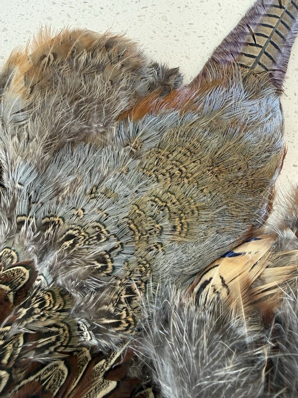 Ring Neck pheasant fly tying, display, skin pelt feathers