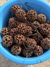 100 Sweet Gum Balls Spiked Ball Pods Gum Tree Liquidambar 