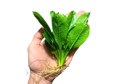 BUY 2 GET 1 FREE 3X  Amazon Rosette Echinodorus Parviflorus Live Aquarium Plants
