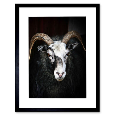 Photo Ram Sheep Face Close Up Bw Horns Framed Art Print Picture Mount 12x16 Inch