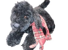 Black Labrador Retriever Puppy Dog with Scarf 16