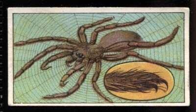 Tabakkarte, Bucktrout, MARVELS OF THE UNIVERSE, 1919, Die Spinne, #12