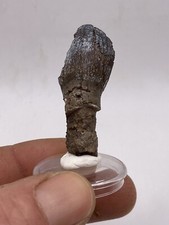 1.57'' / 4 Cm Nice Rooted Dinosaur Jobaria  Fossil Tooth. Niger