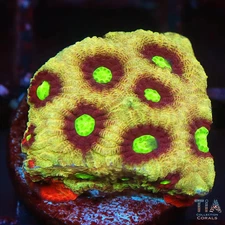 Purple Neon Eyes Favia - NOT WYSIWG | Live LPS Coral | Aquacultured