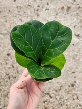 BAMBINO FIDDLE LEAF FIG