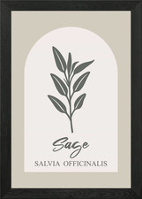 Sage Herb Illustration Framed Wall Art Poster Canvas Print Picture