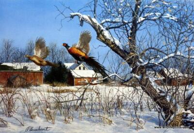Season's End Ringneck Pheasant by Richard Plasschaert Art Print  24'' x 16''