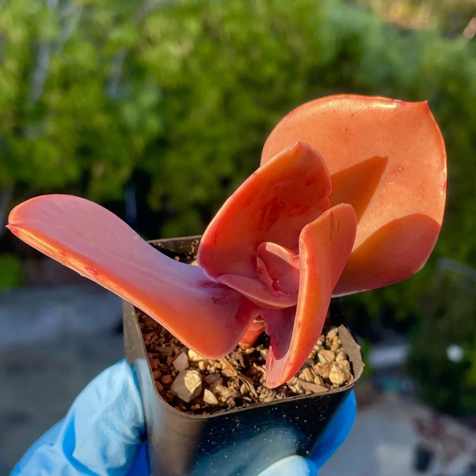 Raras plantas vivas rosas suculentas Echeveria de 2,5 pulgadas enraizadas saludables de fácil cuidado Foto 4 de 4