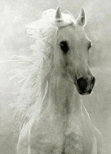 LMOP0558L 100% Handmade Painted White Horse Animal Art Oil Painting Canvas