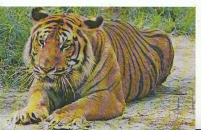 Tiere Postkarte - Asiatischer Tiger - Ref TZ1292