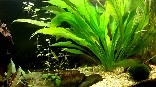3 Pack Amazon Sword Echinodorus Bleheri Live Aquarium Plants - Picture 5 of 12