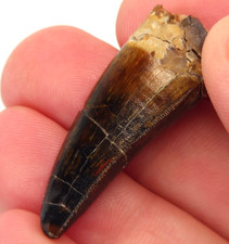 c.f. Carcharodontosaurus 1.40