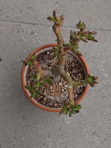 BONSAI Crassula ovata Gollum "Oreja de Shrek" Prebonsai - Bild 5 von 6
