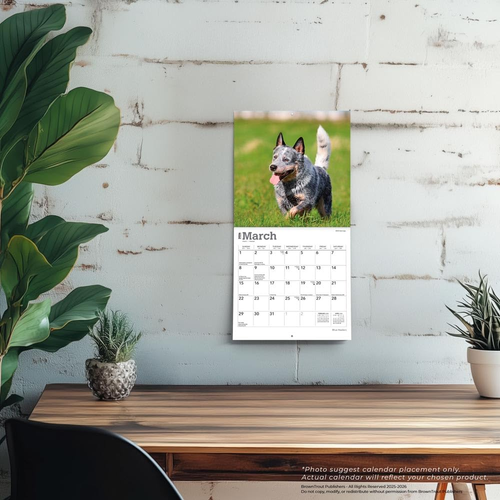 Blue Heelers | 2026 7 x 14 Inch (Hanging) Monthly Mini Wall Calendar | BrownTrou - Picture 5 of 9
