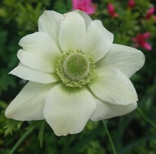 20x Anemone The Bride WHITE Spring Summer Flowering Bulbs Garden