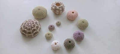 11 schöne bunte Seeigel zum Selbermachen Luft Pflanzenhalter Strand Hochzeit Deko