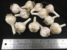 Fresh Russian Red Garlic Bulbs Heirloom For Eating Seed Organic Grown 1/2 Pound