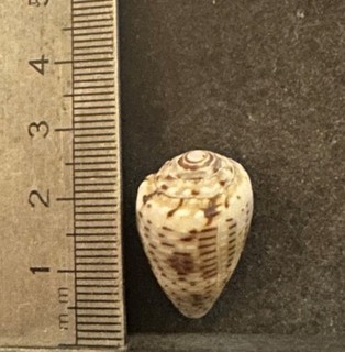COLLECTION COQUILLAGE : CONUS STRIOLATUS DECURTATA
