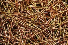 (1800) Phillips Bugle Head 8 x 3 Coarse Drywall Wood Screw - Yellow Zinc BULK