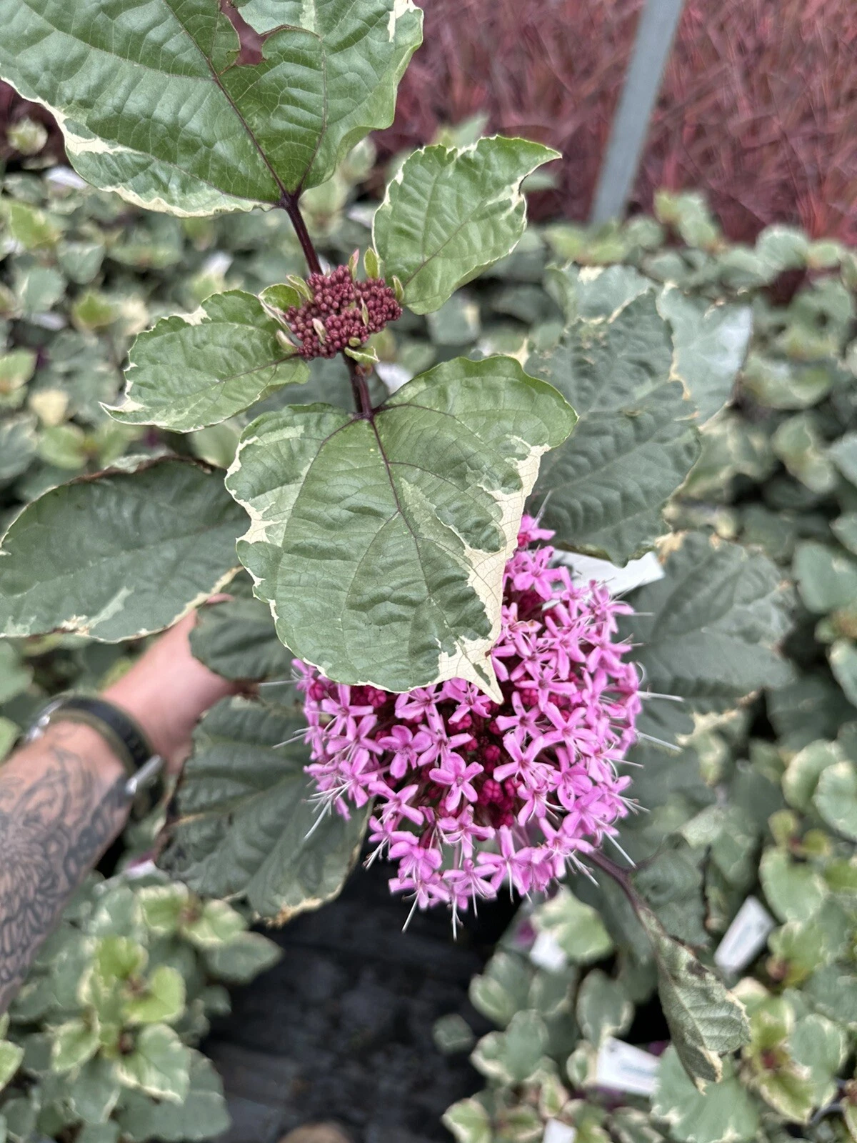 Picture 14 of 19