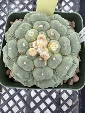 Astrophytum asterias cv. Kikko Lizard Skin Only One Available