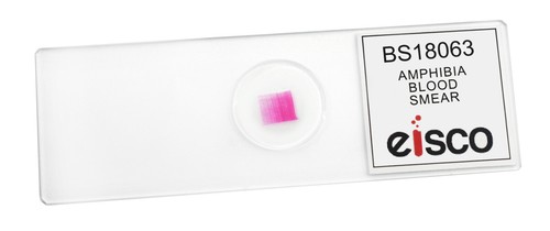 Amphiuma Blood Smear, WM - Prepared Microscope Slide - 75x25mm - Eisco Labs - Picture 2 of 2