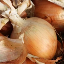 Texas Grano 502 Onion Seeds, NON-GMO, Early Grano, Short Day, FREE SHIPPING