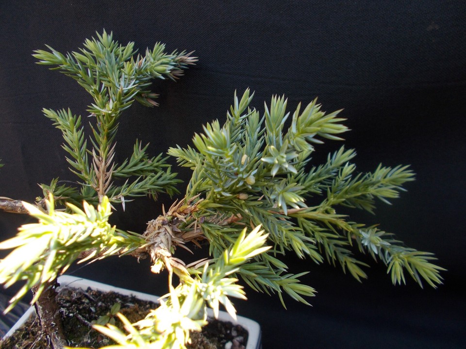 Bonsai Tree Needle Juniper (with developing Juniper berries) eBay